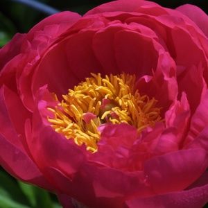 Meet your Posher, Sue